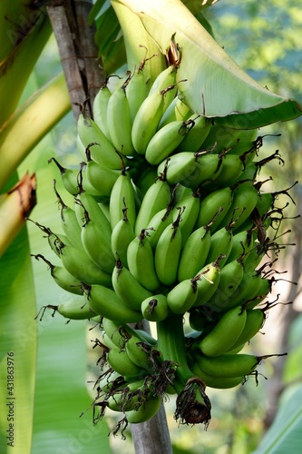 fresh natural bananas fruit organic suffiency economy  photo