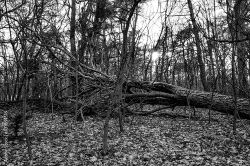 Forest black and white