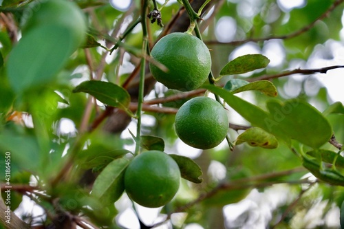 green lime and lemon fruit garden for cooking
