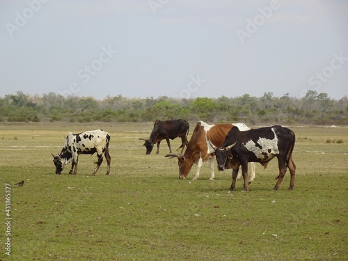 Beautiful grasslands and grazing cows in Madagascar