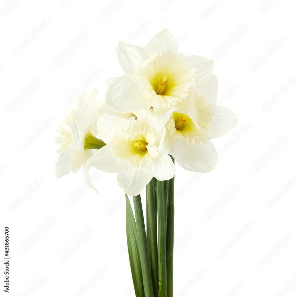 Beautiful narcissus flowers isolated on white background, inclusive clipping path.