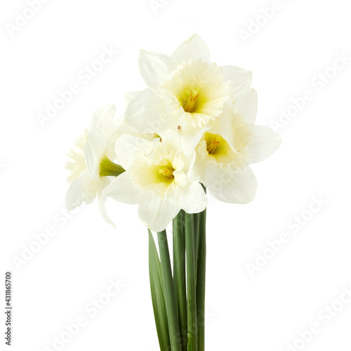 Fotografie, Obraz Beautiful narcissus flowers isolated on white background, inclusive clipping path