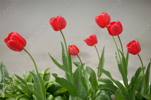 Colorful spring tulips on nature background