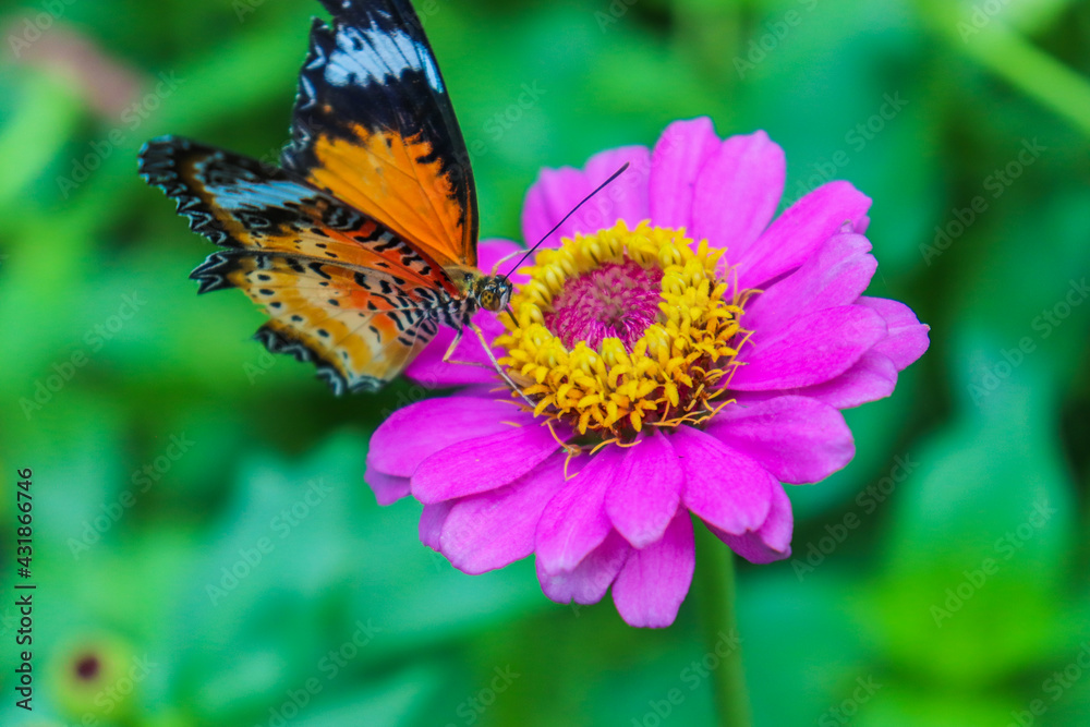butterfly on flower butterfly on flower