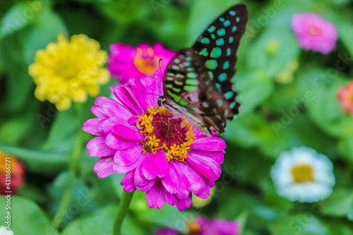 butterfly on a flower © mankha61