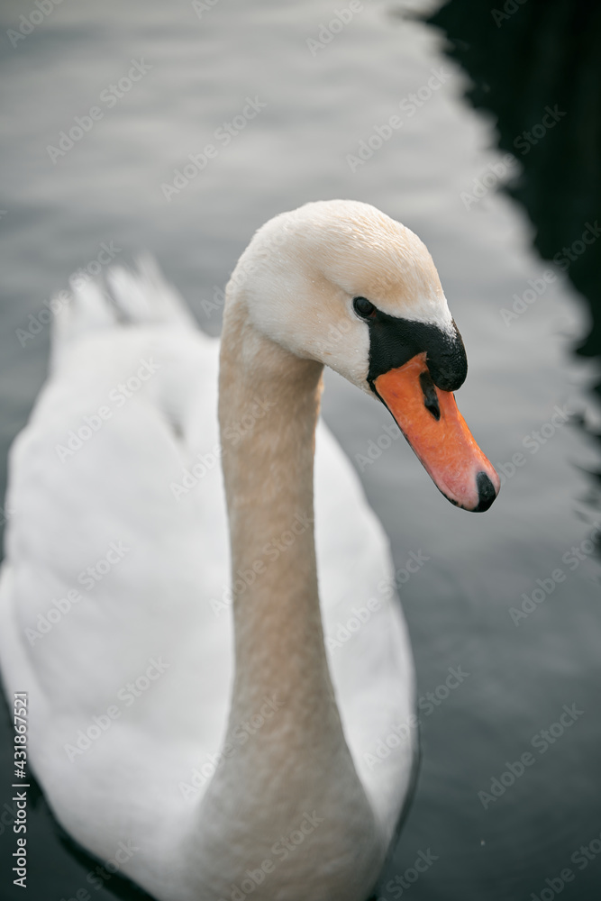 Obraz premium Mute swan in baltic sea. Beautiful white swan is swimming in the calm sea during evening. Relaxation and calmness concept