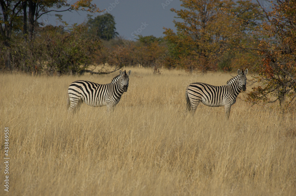 Fototapeta premium zebras in the savannah