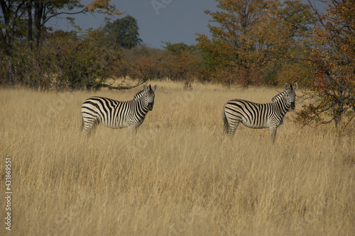 zebras in the savannah