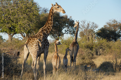 Fototapeta Naklejka Na Ścianę i Meble -  giraffe family in the savannah