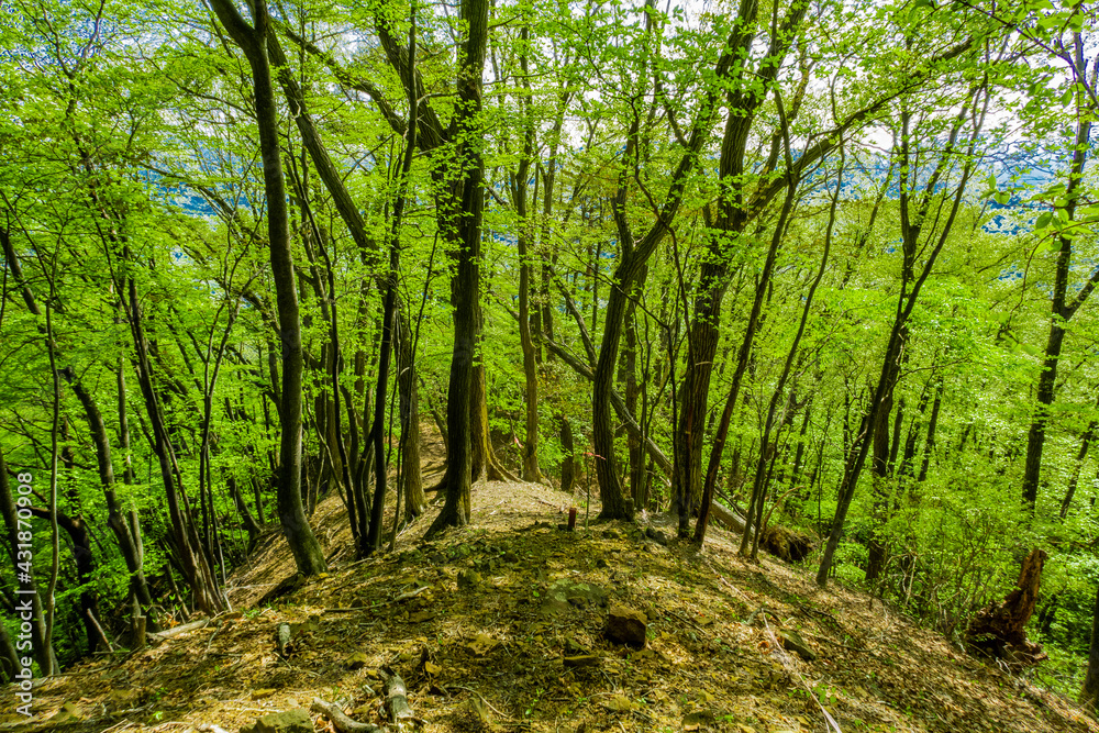 Naklejka premium 新緑の登山道