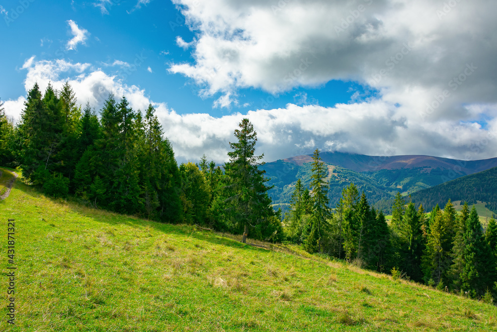 Fototapeta premium spruce forest on the grassy hillside meadow. carpathian mountain landscape on a cloudy summer day