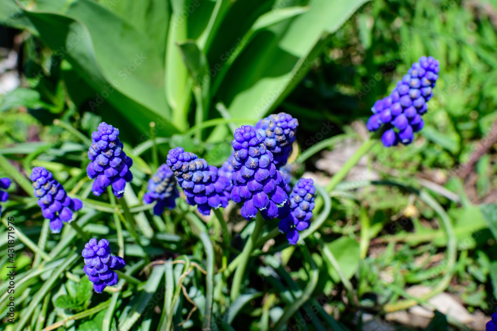 Close up of a group of fresh small blue flowers of Muscari neglectum or common grape hyacinth in a garden in a sunny spring day, floral background photographed with selective focus. Close up of a group of fresh small blue flowers of Muscari neglectum or common grape hyacinth in a garden in a sunny spring day, floral background photographed with selective focus.