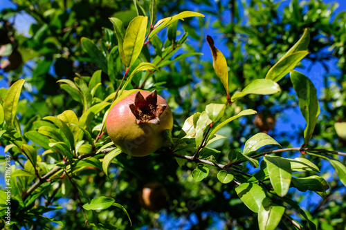 Many small raw pomegranate fruits and green leaves in a large tree in direct sunlight in an orchard garden in a sunny summer day, beautiful outdoor floral background photographed with selective focus.