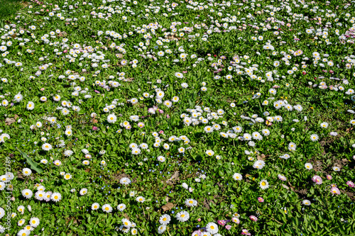Delicate white and pink Daisies or Bellis perennis flowers in direct sunlight, in a sunny spring garden, beautiful outdoor floral background.