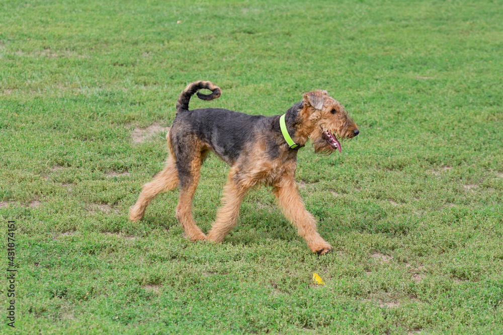 Cute airedale terrier is running on a green grass in the summer park. Pet animals. Purebred dog. Cute airedale terrier is running on a green grass in the summer park. Pet animals. Purebred dog.