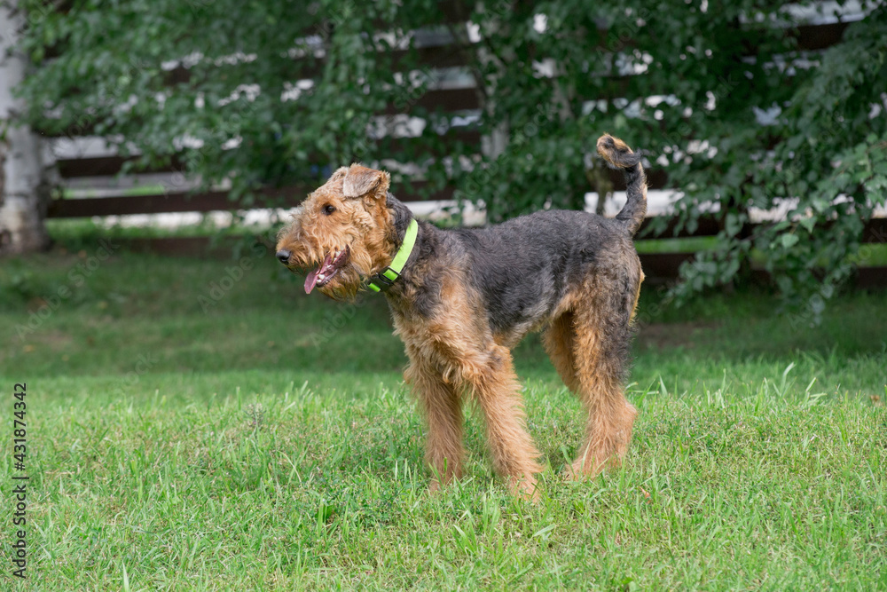 Cute airedale terrier is standing on a green grass in the summer park. Pet animals. Purebred dog. Cute airedale terrier is standing on a green grass in the summer park. Pet animals. Purebred dog.