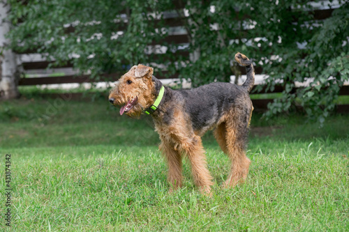 Cute airedale terrier is standing on a green grass in the summer park. Pet animals. Purebred dog.