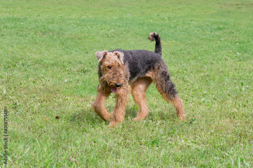 Airedale terrier is walking on a green grass in the summer park. Bingley terrier or waterside terrier. Pet animals. Purebred dog. Airedale terrier is walking on a green grass in the summer park. Bingley terrier or waterside terrier. Pet animals. Purebred dog.
