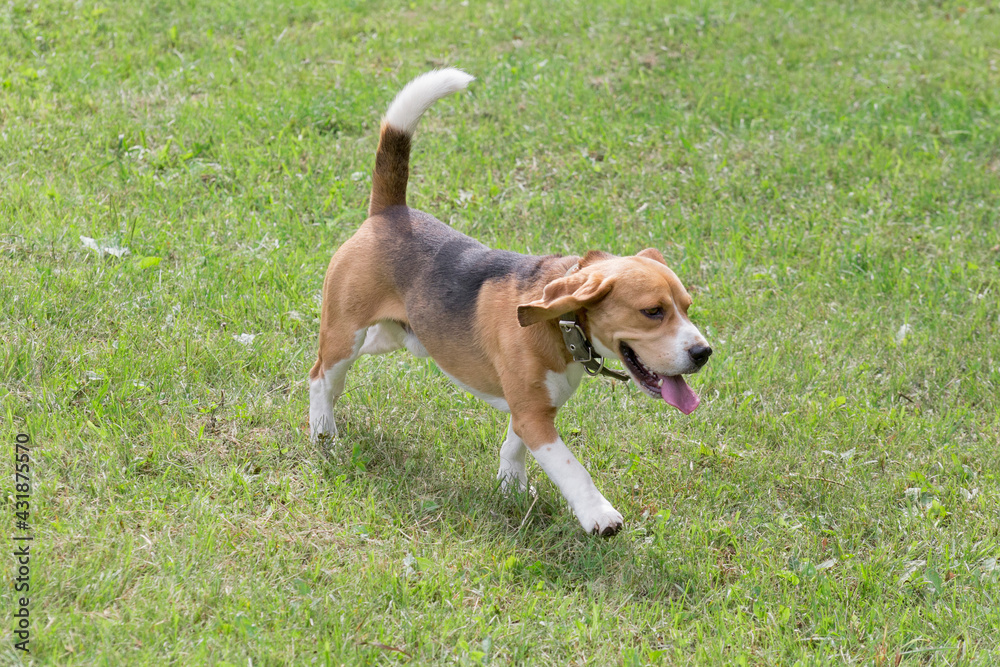 Cute english beagle is walking on a green grass in the summer park. Pet animals. Purebred dog.