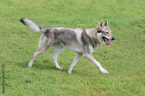 Czechoslovak wolfdog is running on a green grass in the summer park. Pet animals. Purebred dog.