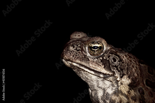 Cane Toads are an introduced pest to Australia and is a native to South and mainland Central America. Also known as Marine toad. Nature concept.