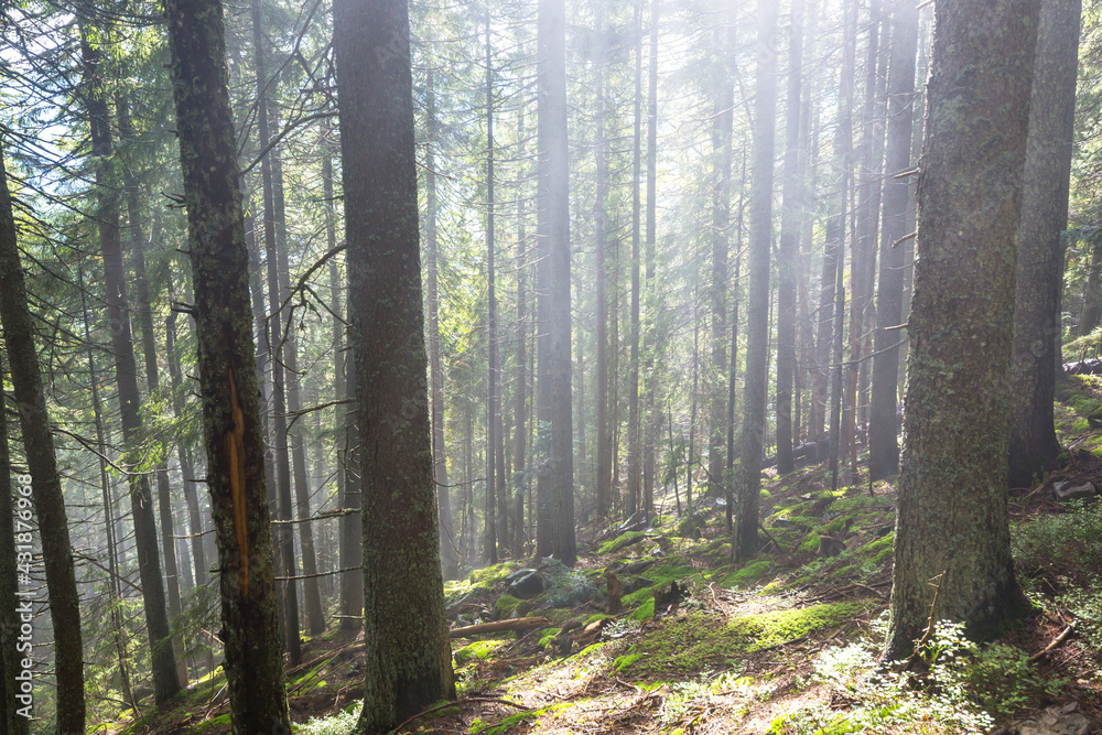 Sunny forest Sunny forest