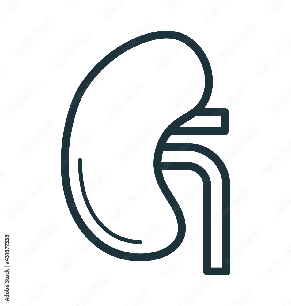 Kidney Kidney
