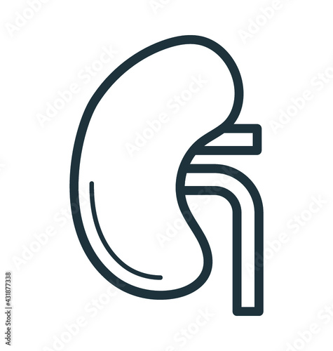 Kidney 