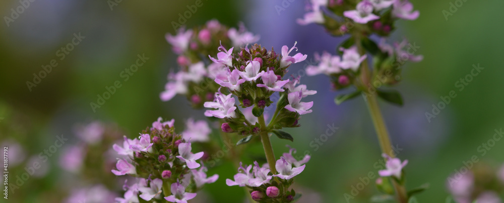 Macro image of thyme in a herb garden