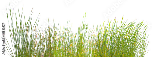 bordure de brins d’herbes sur fond blanc 