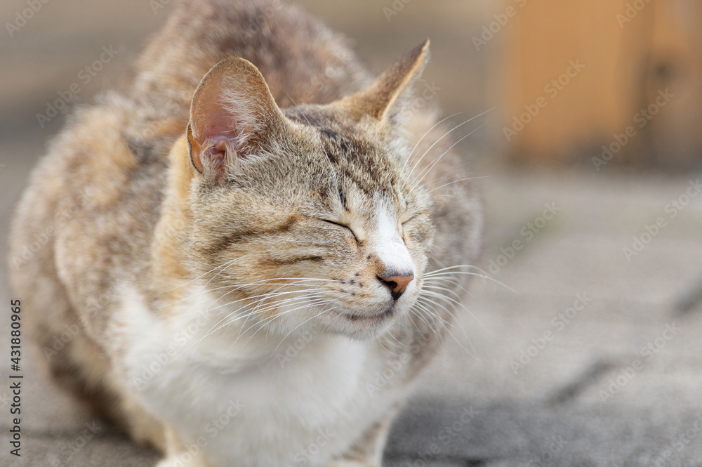 可愛い猫　キジトラ白