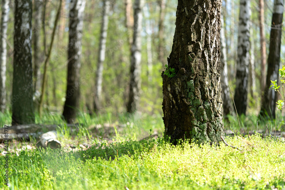 Birch Grove Birch Grove