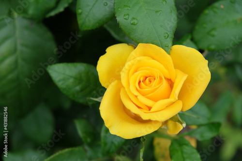 One yellow rose flower  close-up. Beautiful flower with yellow petals.