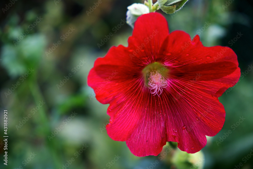 One red surfinia flower on a blurred background, close-up. Petunia with bright red petals. One red surfinia flower on a blurred background, close-up. Petunia with bright red petals.