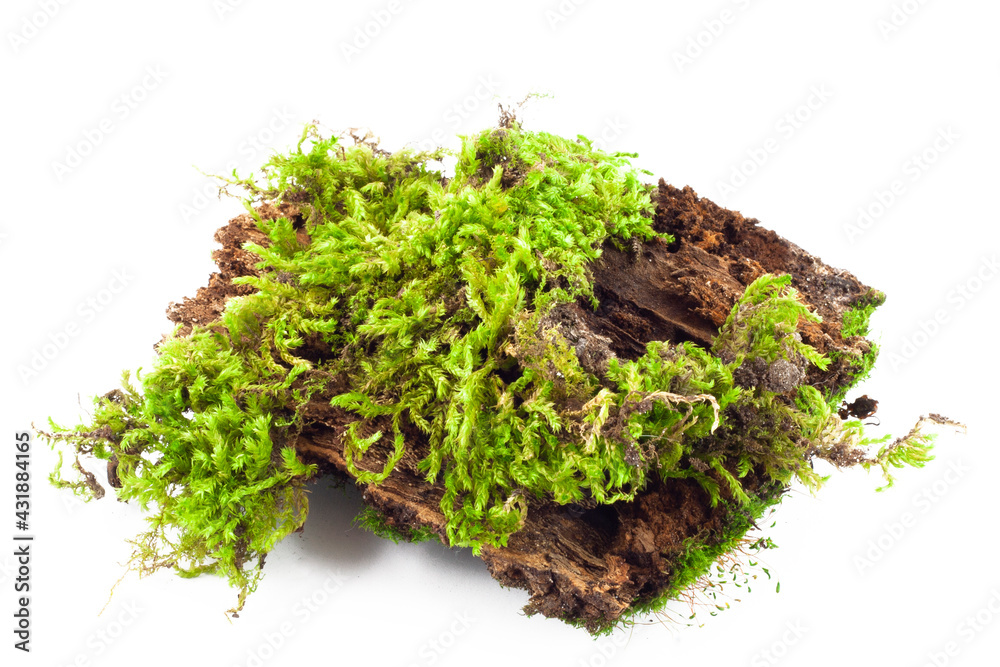 Mossy rotten tree, nature flora, damp moss, forest plant, isolated natural object, design element, Mossy rotten tree, nature flora, damp moss, forest plant, isolated natural object, design element,