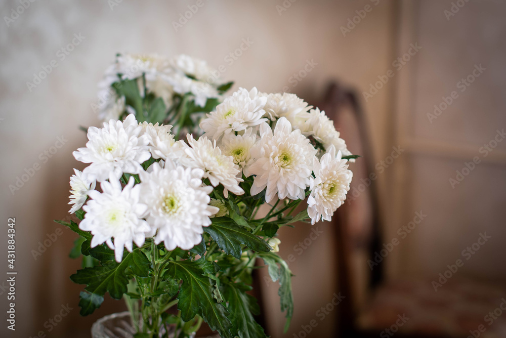 Daisies chamomile at home on table. Daisies chamomile at home on table.