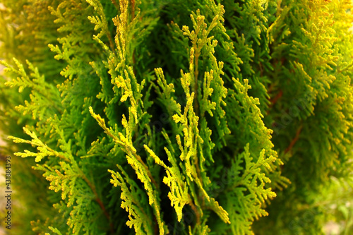 Close-up of green-yellow thuja branches.
