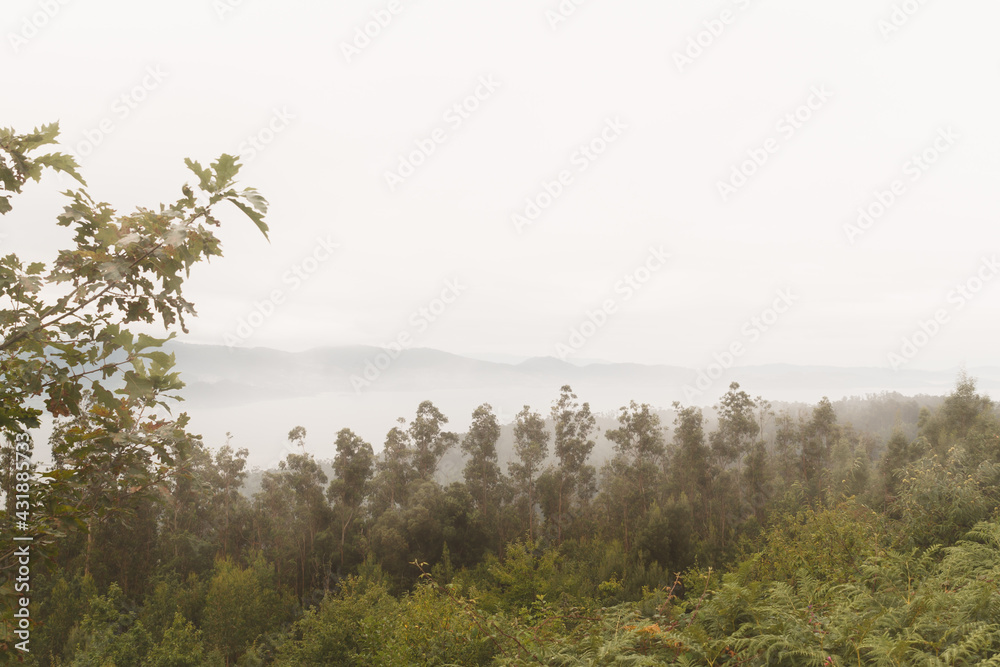 Obraz premium Paisaje de un bosque con niebla y montañas al fondo en un frío día de invierno. Landscape of a forest with fog and mountains in the background on a cold winter day.