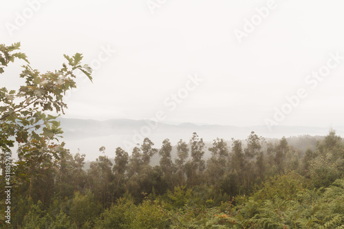 Paisaje de un bosque con niebla y montañas al fondo en un frío día de invierno. Landscape of a forest with fog and mountains in the background on a cold winter day.