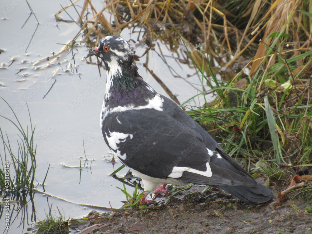 Obraz premium pigeon on the water