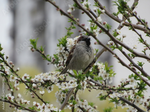 Gray sparrow on a branch