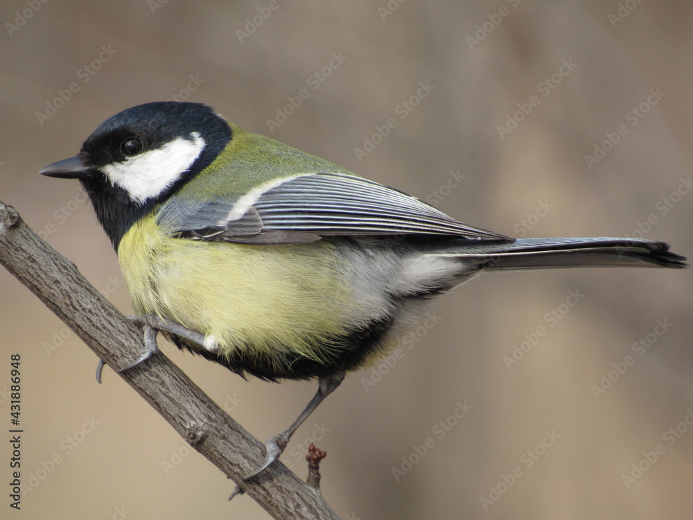 Titmouse on a branch Titmouse on a branch