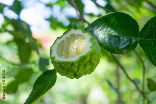 Close up of the Bergamot fruit, cut in half on the tree.
