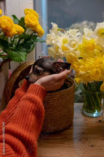 pet and flower