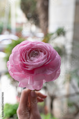 flowers, buttercups, ranunculus, yellow, pink, flower photo