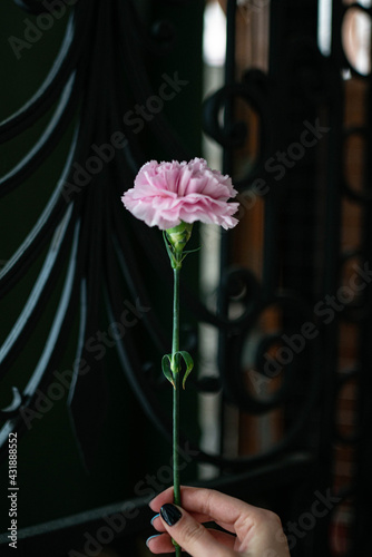 carnation, pink carnation photo