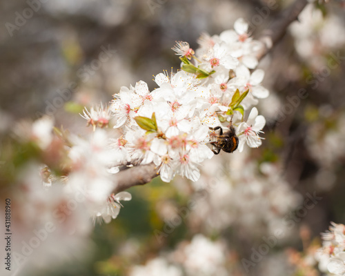 bumblebee on a write cherry flowers
