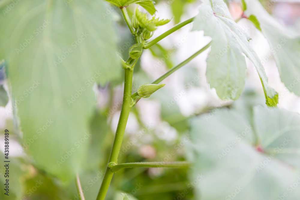 Obraz premium Okra vegetable on plant in farm. Okra plant growing in home garden. Okra flower