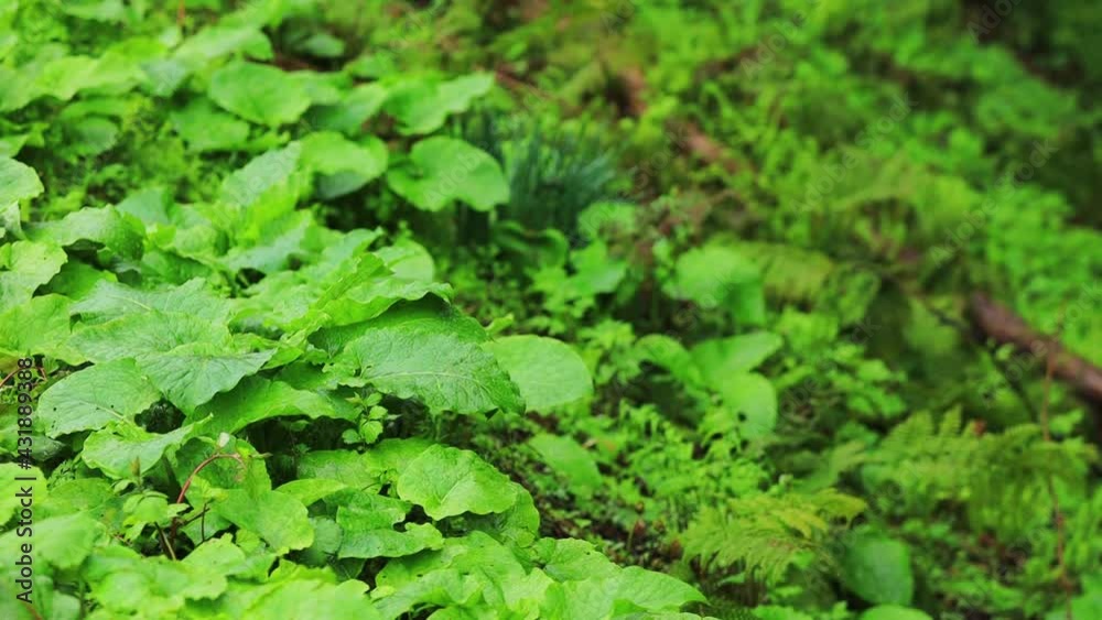 春の森林 雨が降っている日 新緑 春の森林 雨が降っている日 新緑