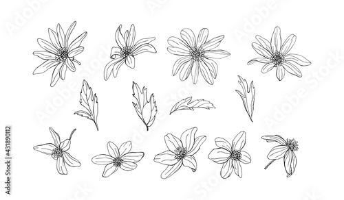 Flowers, branches, leaves of Anemone, primrose, snowdrop. Botanical elements isolated on white background. Plants are drawn by hand in pencil. Vintage style. Design for postcards, clothing, logo, temp